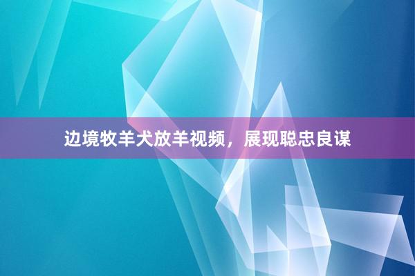 边境牧羊犬放羊视频，展现聪忠良谋